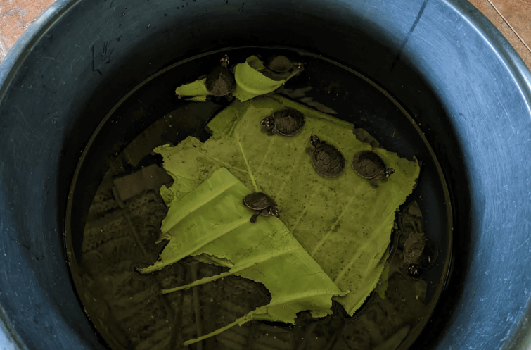  Crías de tortugas charapas que fueron incubadas en playas artificiales. Foto: Rhett Butler 